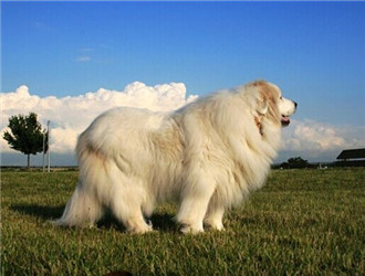 大白熊犬
