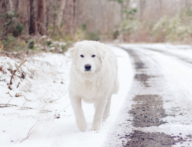 大白熊犬