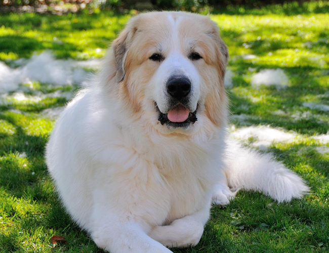 大白熊犬
