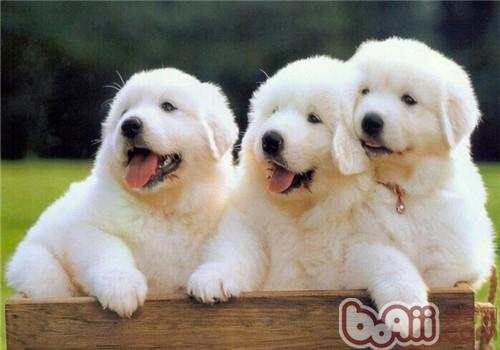 大白熊犬
