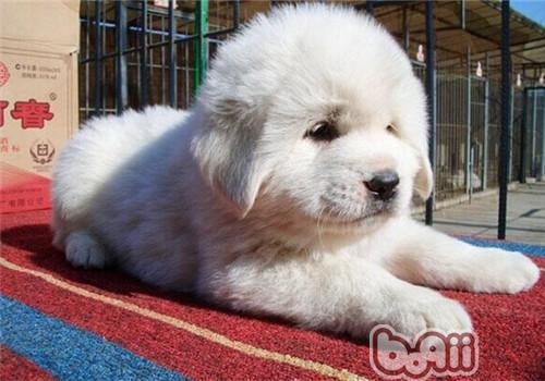 大白熊犬
