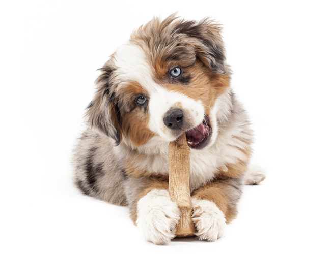 澳大利亞牧羊犬