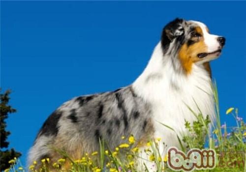 澳大利亞牧羊犬