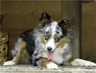 澳大利亞牧羊犬