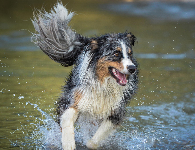 澳大利亞牧羊犬