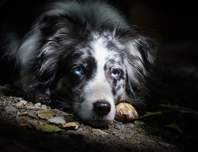 澳大利亞牧羊犬