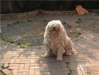 可蒙犬