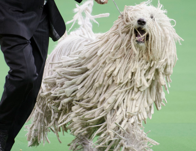 可蒙犬