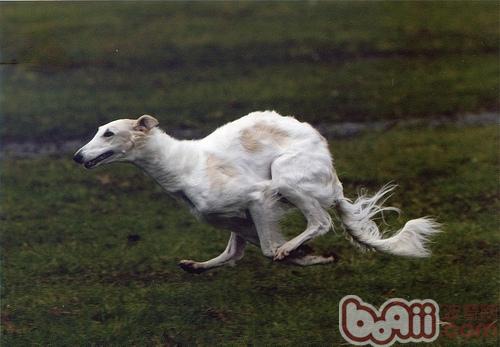蘇俄獵狼犬