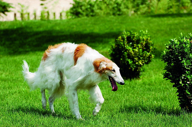 蘇俄獵狼犬