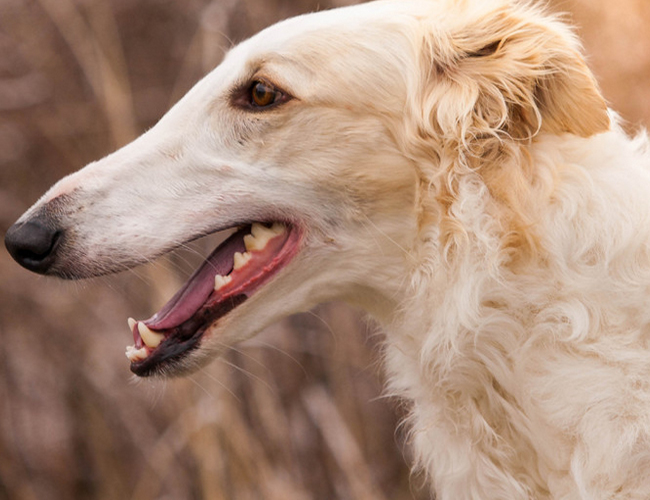蘇俄獵狼犬