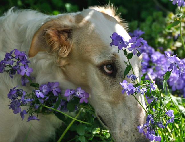 蘇俄獵狼犬