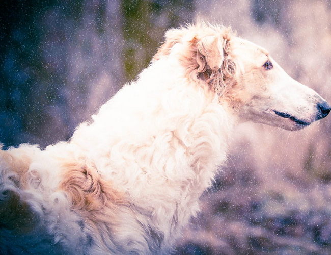 蘇俄獵狼犬