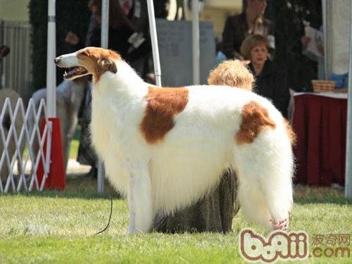 蘇俄獵狼犬
