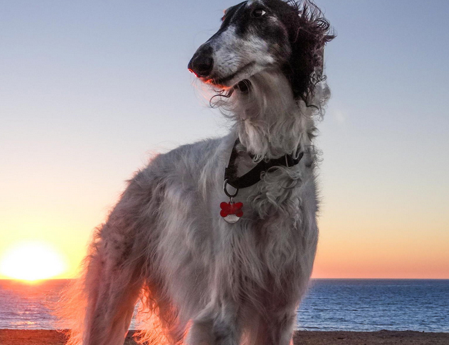 蘇俄獵狼犬