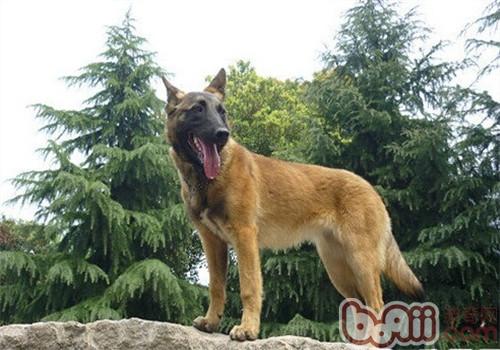 馬利諾斯犬
