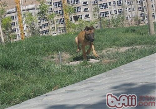 馬利諾斯犬