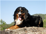 伯恩山犬