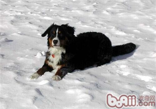 伯恩山犬