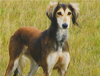 東非獵犬