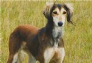 東非獵犬