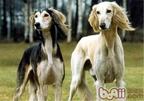 東非獵犬