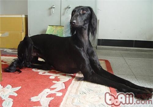 東非獵犬