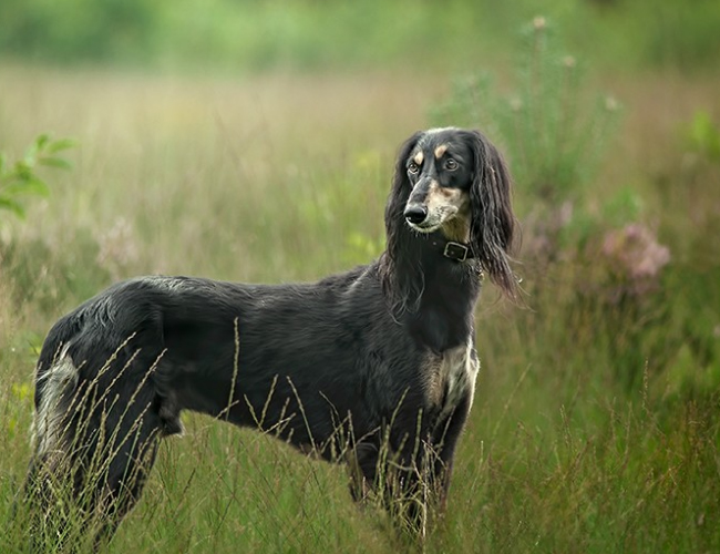 東非獵犬