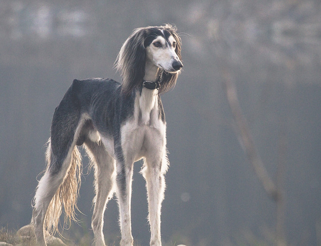 東非獵犬