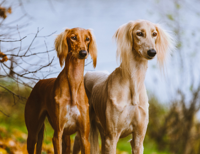 東非獵犬