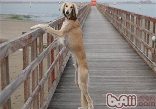 東非獵犬