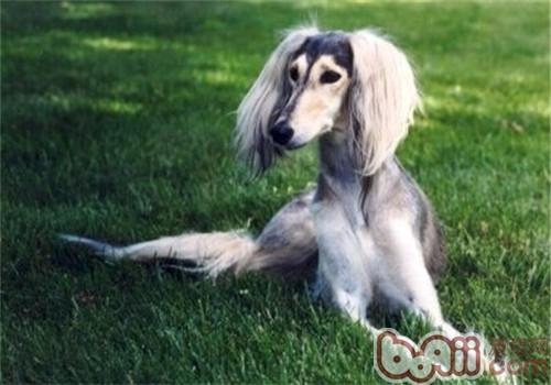 東非獵犬