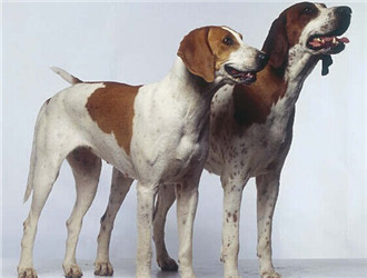 美國獵狐犬
