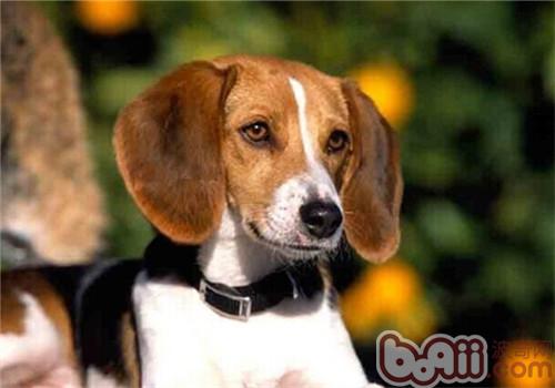 美國獵狐犬