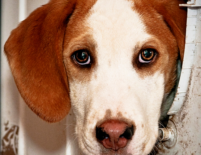 美國獵狐犬