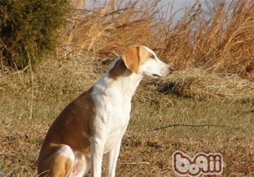 美國獵狐犬
