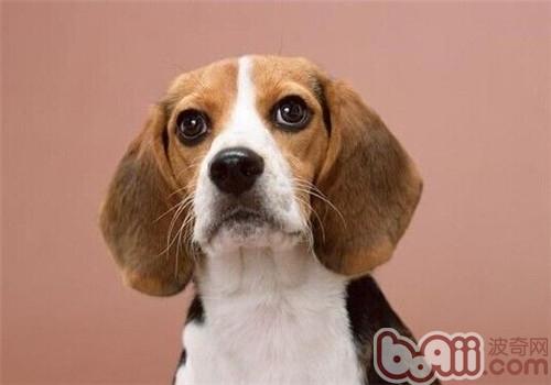 美國獵狐犬