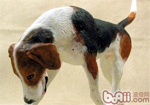 美國獵狐犬