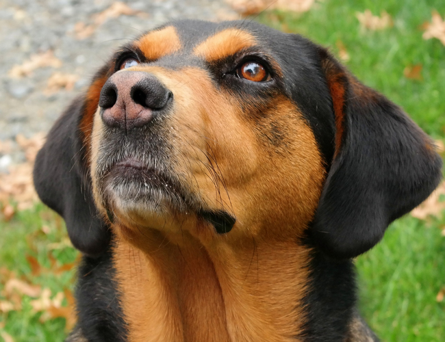 黑褐獵浣熊犬