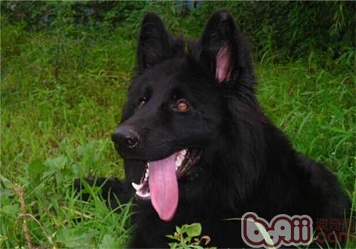 格羅安達犬
