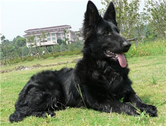 比利時格羅安達牧羊犬