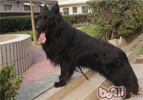 格羅安達犬