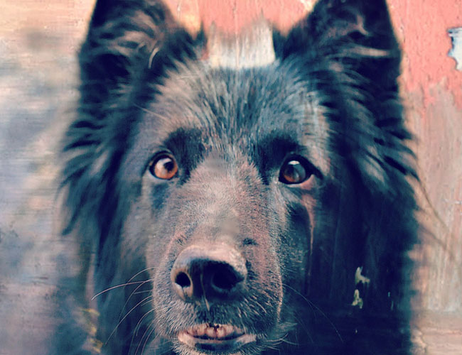 比利時格羅安達牧羊犬
