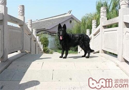 格羅安達犬