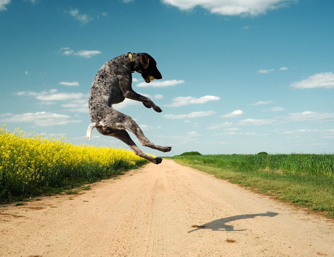 德國短毛指示犬