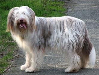 古代長須牧羊犬
