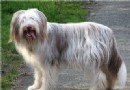 古代長須牧羊犬