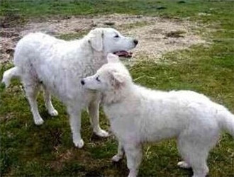 哥威斯犬