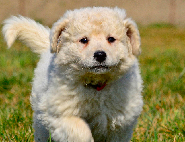 哥威斯犬