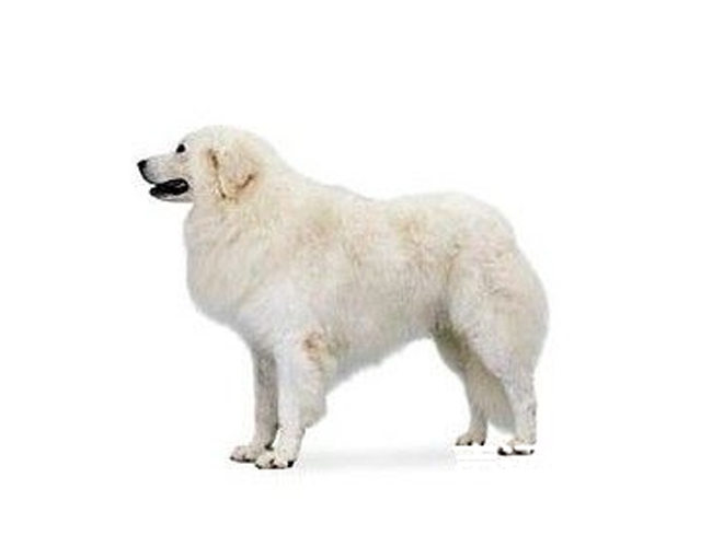 哥威斯犬
